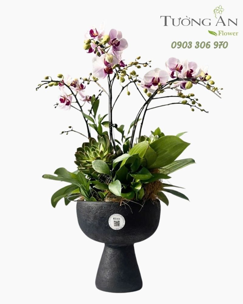  Chậu Lan Hồ Điệp Duyên Lan Thanh Nhã - LHD116 