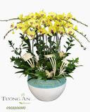  Chậu Lan Hồ Điệp Kim Ngọc An Nhiên - LHD62 