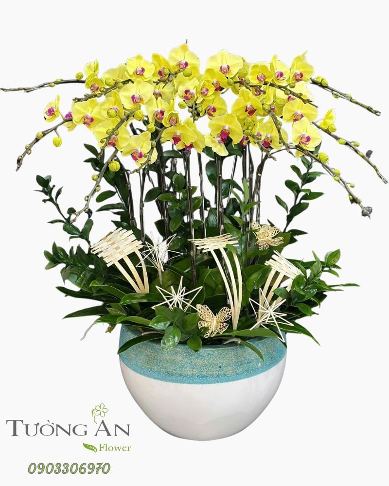  Chậu Lan Hồ Điệp Kim Ngọc An Nhiên - LHD62 