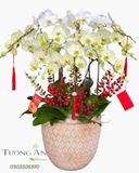  Chậu Lan Hồ Điệp Kim Ngọc Cát Tường - LHD58 