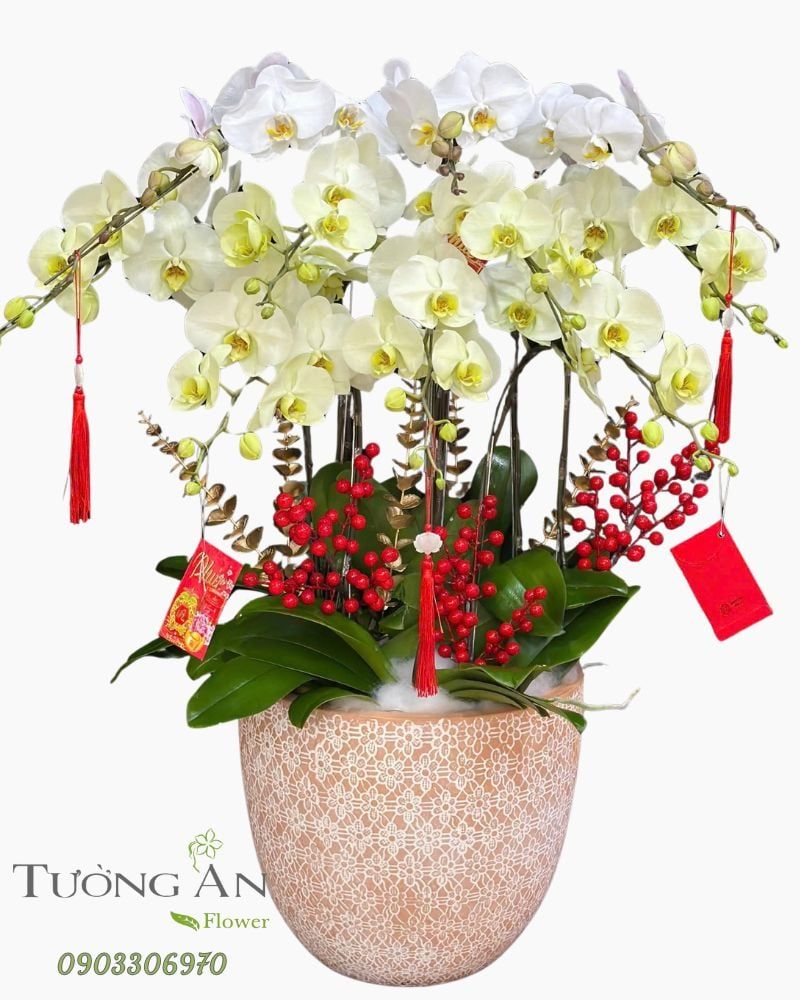  Chậu Lan Hồ Điệp Kim Ngọc Cát Tường - LHD58 