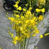  Hoa Lan Vũ Nữ - HCC16 