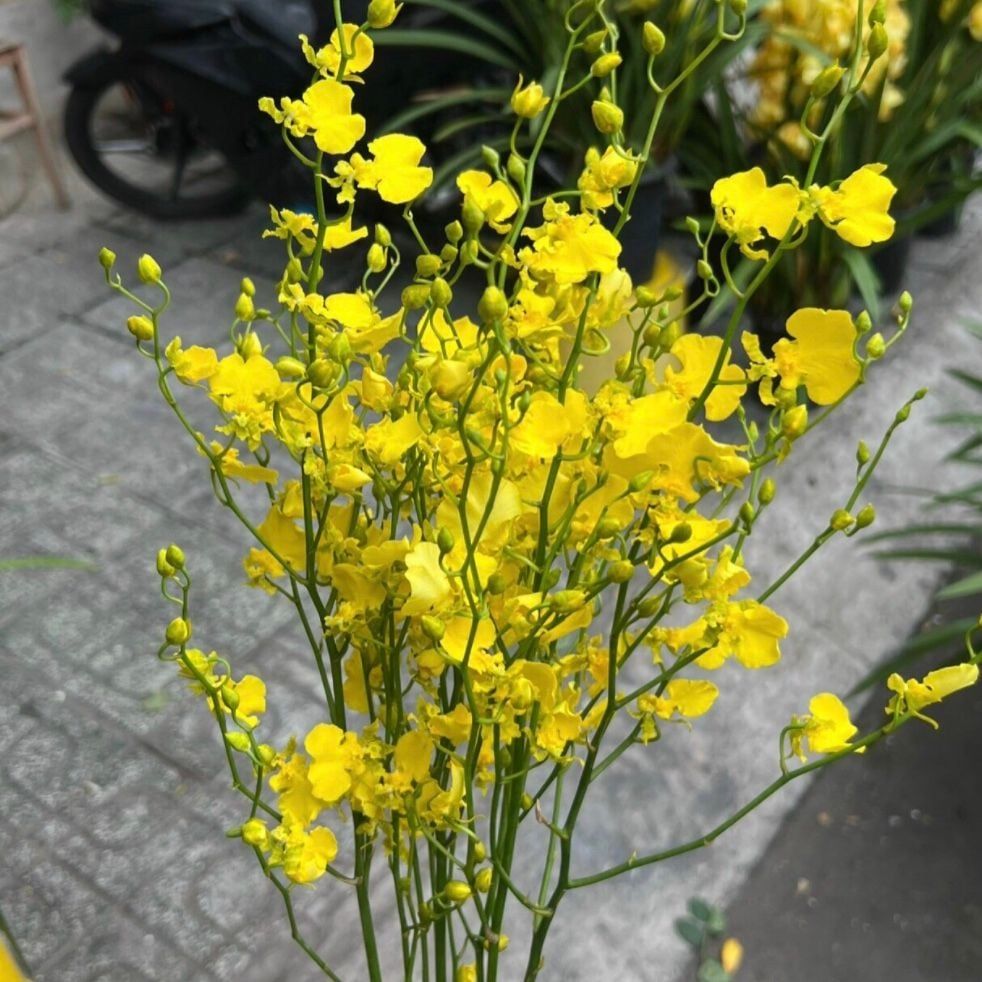  Hoa Lan Vũ Nữ - HCC16 