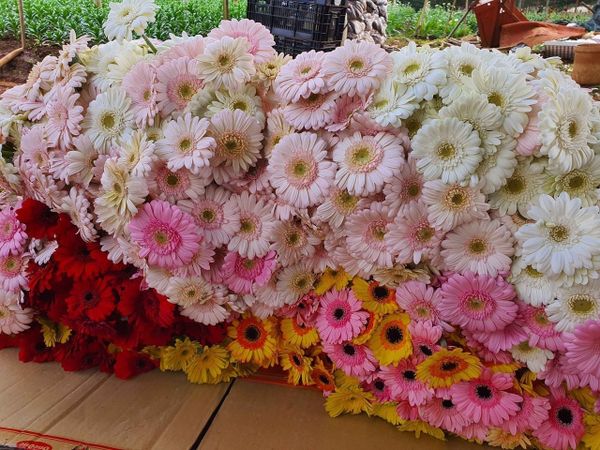  Hoa Đồng Tiền - HCC31 