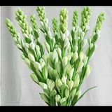  Hoa Huệ Trắng - HCC04 
