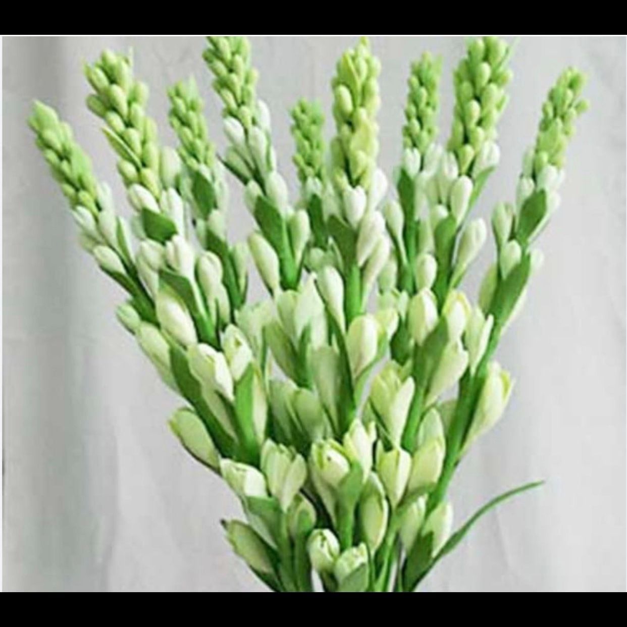  Hoa Huệ Trắng - HCC04 