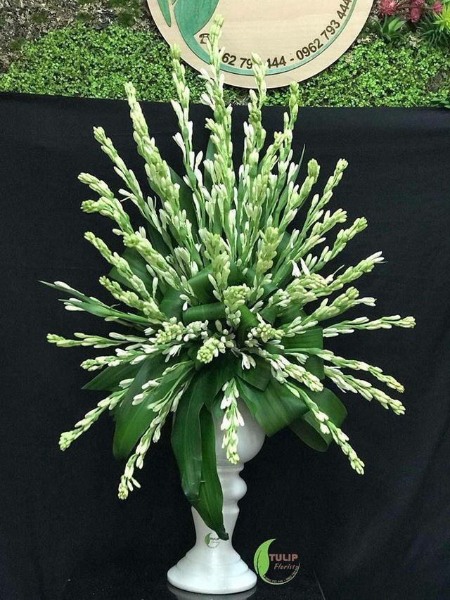  Hoa Huệ Trắng - HCC04 
