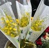  Hoa Lan Vũ Nữ - HCC16 