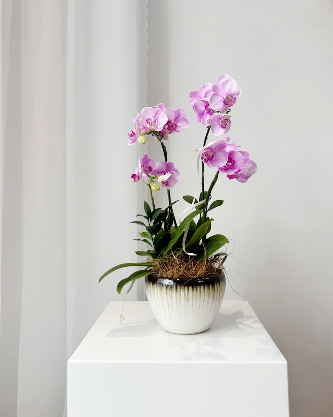  Chậu Lan Hồ Điệp Thanh Nhã Yêu Thương - LHD99 