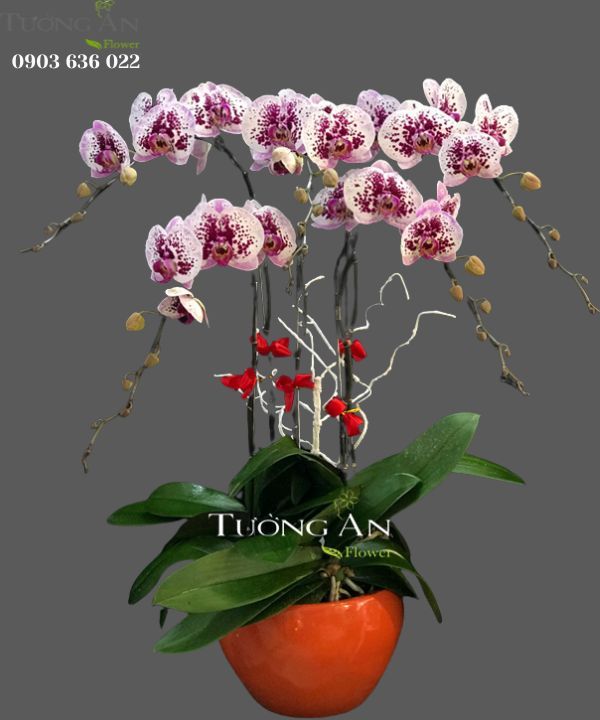  Chậu 5 Cành lan Hồ Điệp Đẹp - S906 