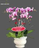  Chậu 5 Cành Lan Hồ Điệp Đột Biến - S813 
