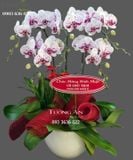  Chậu 5 Cành lan Hồ Điệp Hồng - S876 
