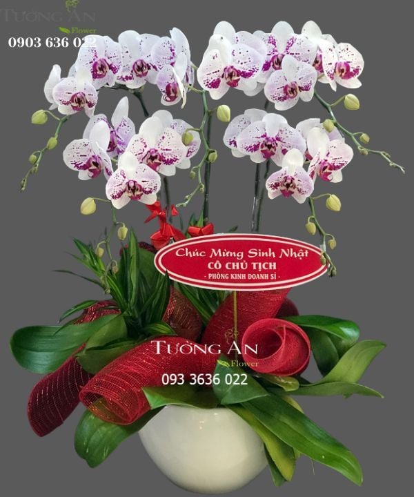  Chậu 5 Cành lan Hồ Điệp Hồng - S876 