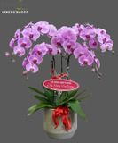  Chậu 5 Cành lan Hồ Điệp Hồng - S892 