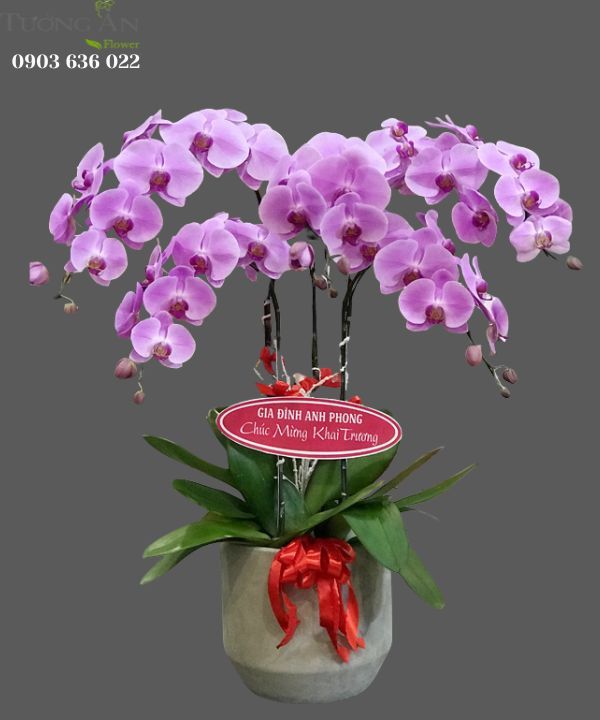  Chậu 5 Cành lan Hồ Điệp Hồng - S892 