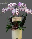  Chậu 5 Cành Lan Hồ Điệp Hồng - S901 