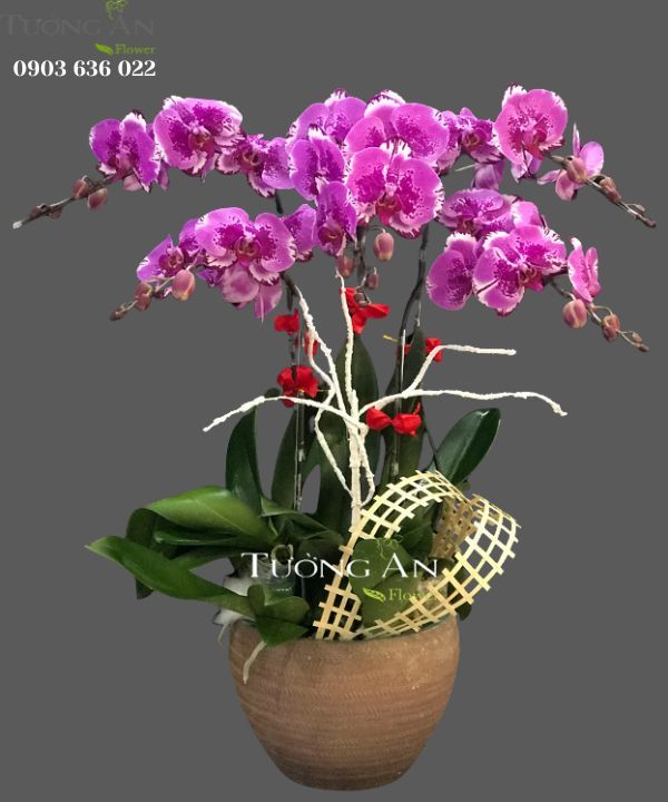  Chậu 5 Cành lan Hồ Điệp - S907 