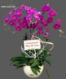  Chậu 5 Cành Lan Hồ Điệp Tím - S946 