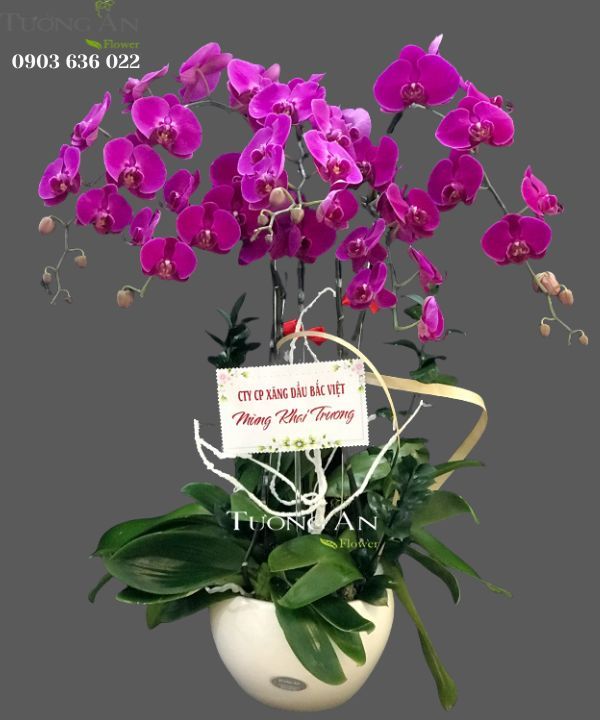  Chậu 5 Cành Lan Hồ Điệp Tím - S946 