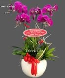  Chậu 5 Cành lan Hồ Điệp Tím - S873 