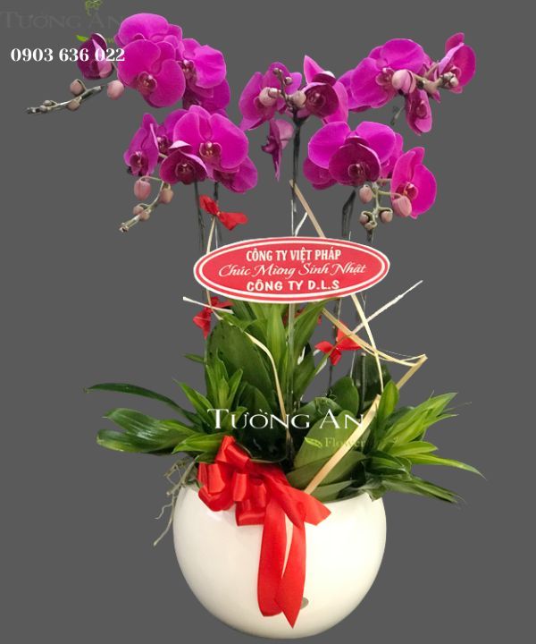  Chậu 5 Cành lan Hồ Điệp Tím - S873 