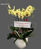  Chậu 5 Cành Lan Hồ Điệp Vàng - S970 