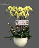  Chậu 5 Cành lan Hồ Điệp Xanh Bơ - S981 