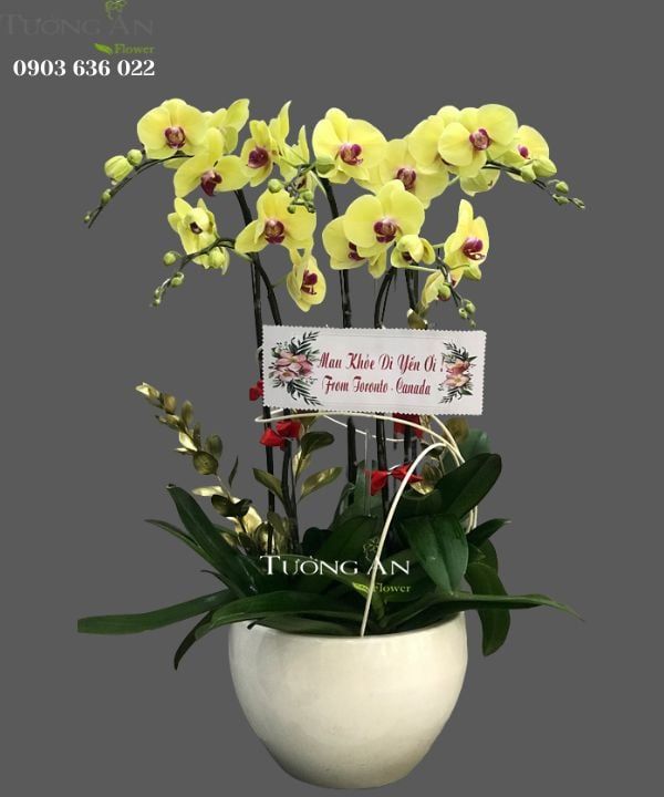  Chậu 5 Cành lan Hồ Điệp Xanh Bơ - S981 