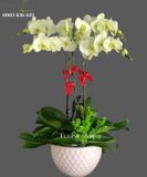  Chậu 5 Cành Lan Hồ Điệp Xanh Bơ - S891 