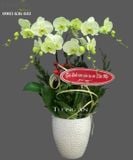  Chậu 5 Cành lan Hồ Điệp Xanh Bơ - S974 