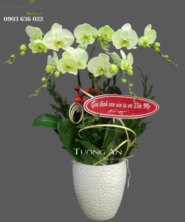  Chậu 5 Cành lan Hồ Điệp Xanh Bơ - S974 