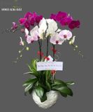  Chậu 5 Cành Lan Phối Màu - S913 