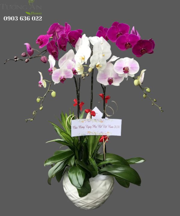  Chậu 5 Cành Lan Phối Màu - S913 