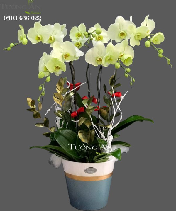  Chậu 5 Cành lan Xanh Bơ Đẹp - S920 