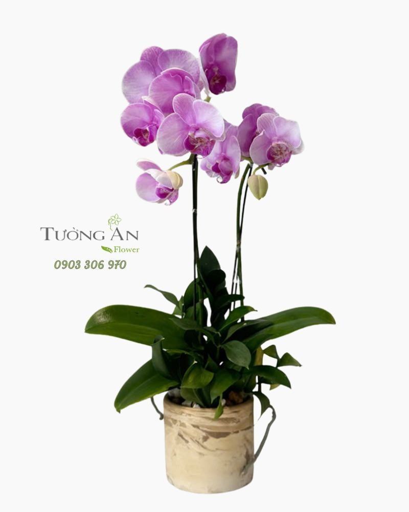  Chậu Lan Hồ Điệp Thanh Tím Nhẹ Nhàng - LHD102 