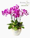  Chậu Lan Hồ Điệp Lan Hồng Kiêu Sa - LHD118 