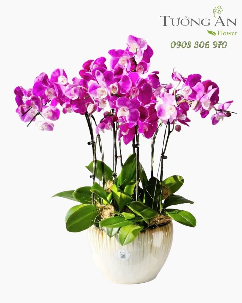  Chậu Lan Hồ Điệp Lan Hồng Kiêu Sa - LHD118 