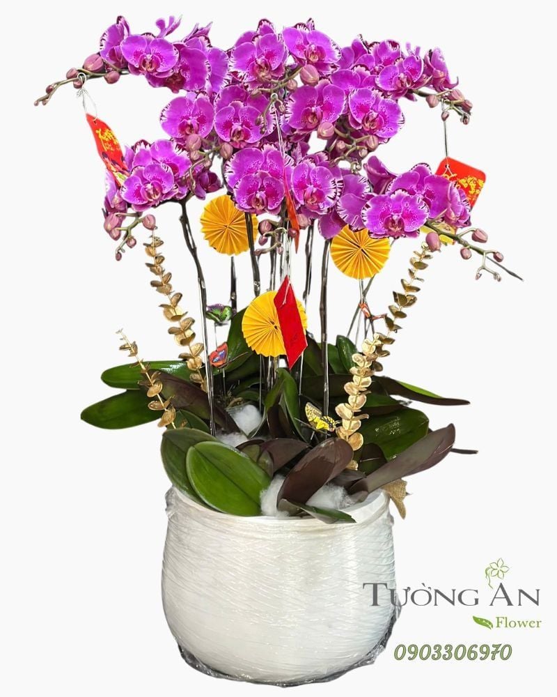  Chậu Lan Hồ Điệp Vân Tím Cát Lộc - LHD95 