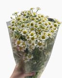  Hoa Cúc Tana - HCC32 