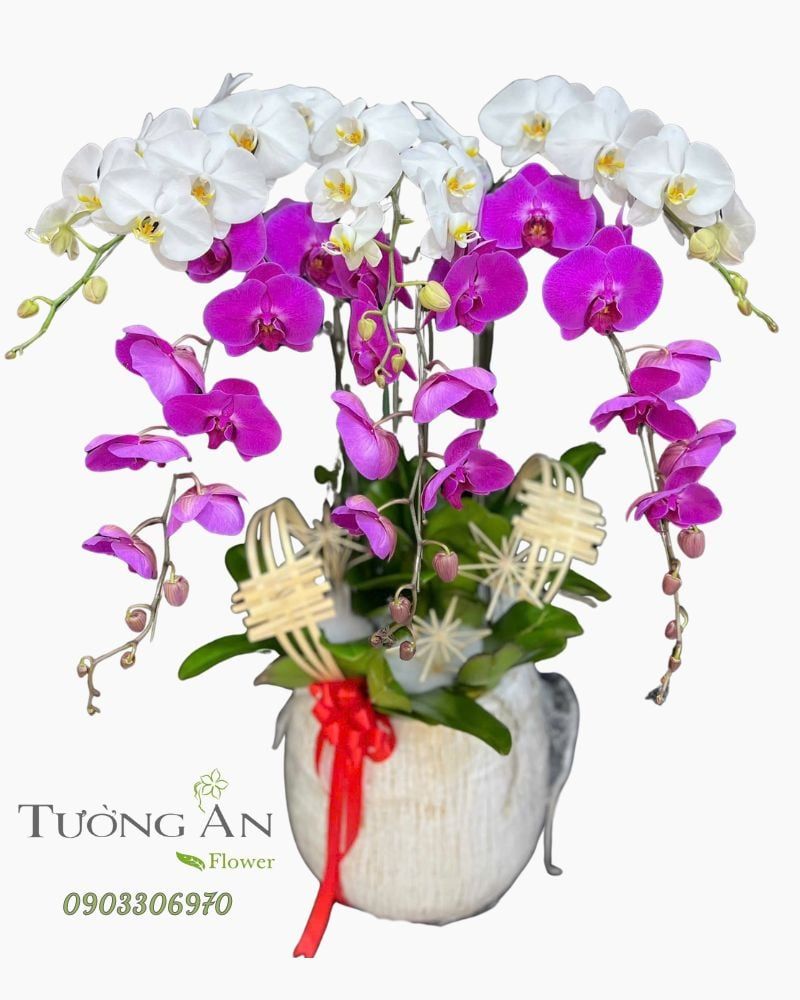  Chậu Lan Hồ Điệp Song Sắc Cát Tường - LHD71 