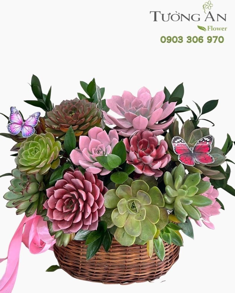  Chậu Sen Đá Vườn Hạnh Phúc - SD13 
