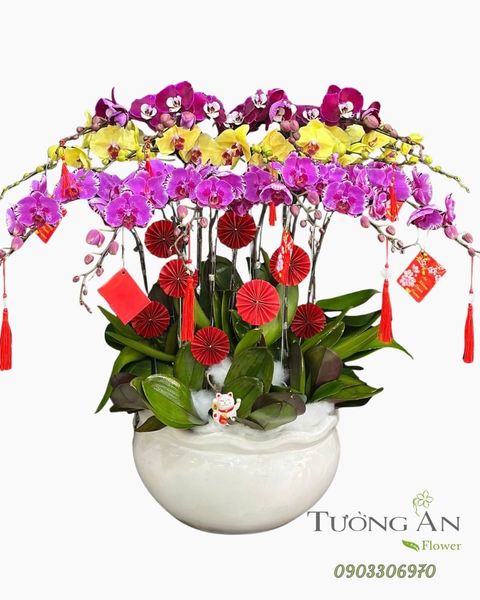 Chậu Lan Hồ Điệp Phúc Xuân Hội Tụ  - LHD77