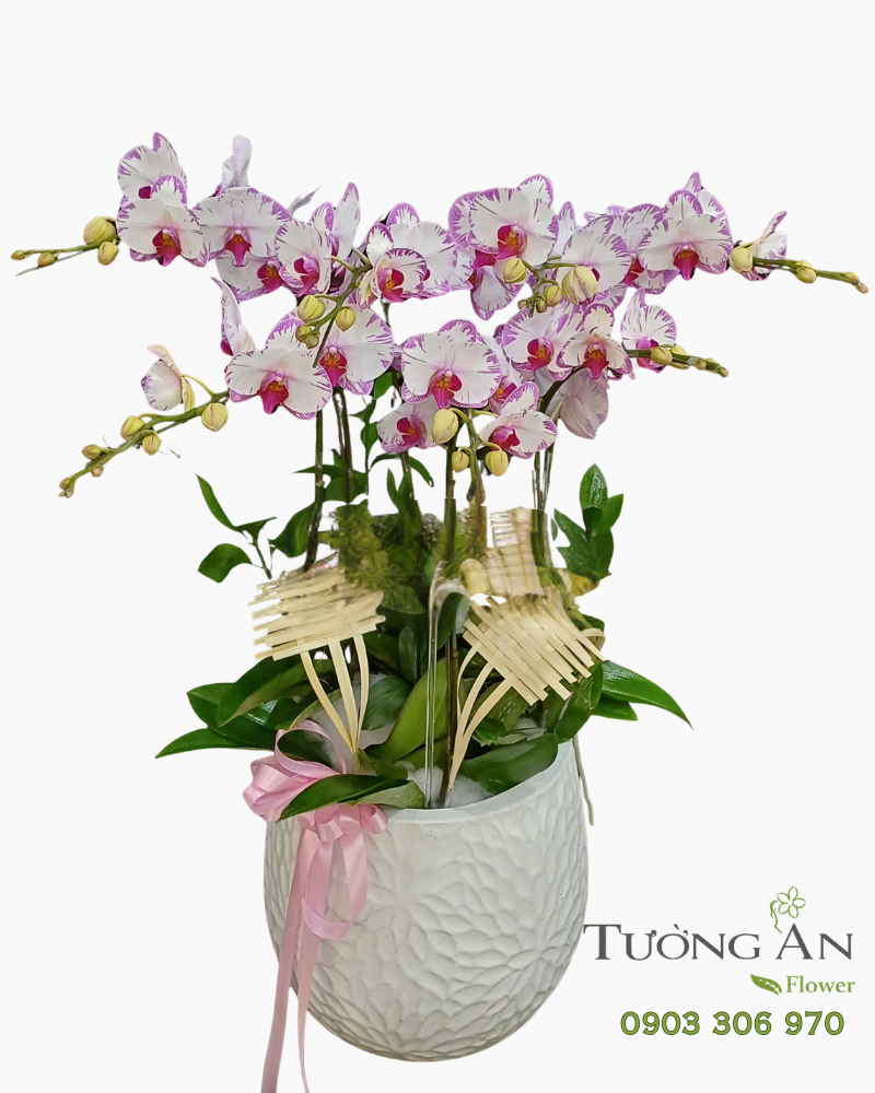  Chậu Lan Hồ Điệp Nét Duyên Tím Trắng - LHD140 
