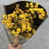  Hoa Thanh Liễu - HCC05 