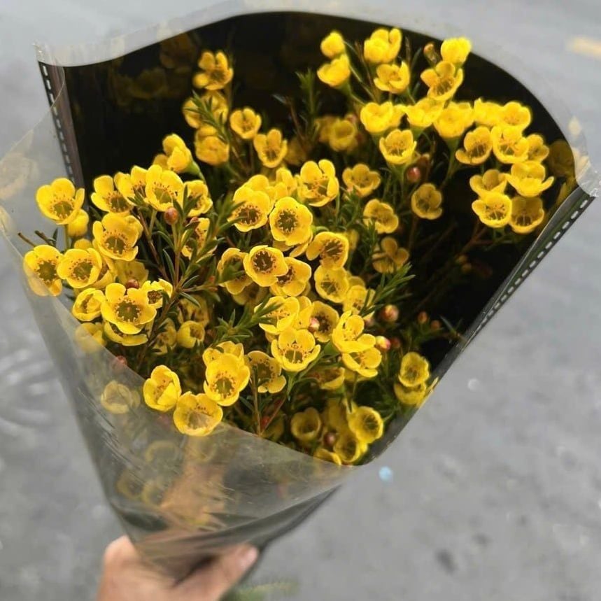  Hoa Thanh Liễu - HCC05 