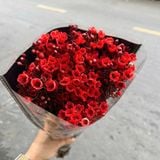  Hoa Thanh Liễu - HCC05 