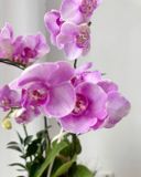 Chậu Lan Hồ Điệp Thanh Nhã Yêu Thương - LHD99 