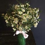  Hoa Thanh Liễu - HCC05 