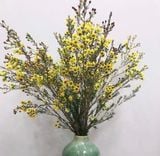  Hoa Thanh Liễu - HCC05 