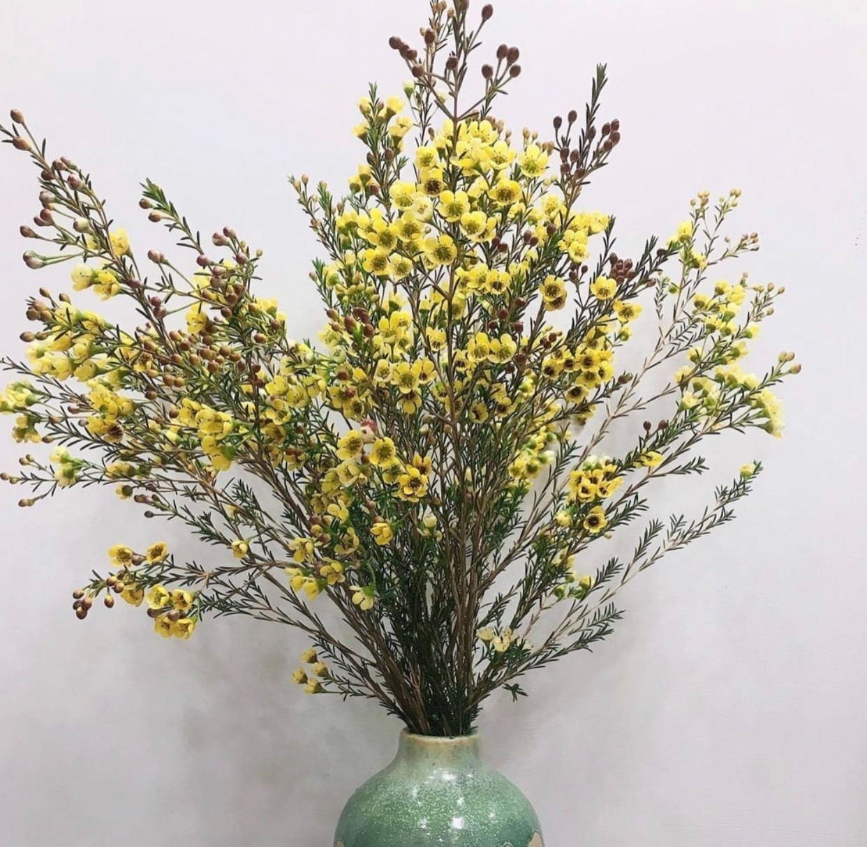  Hoa Thanh Liễu - HCC05 